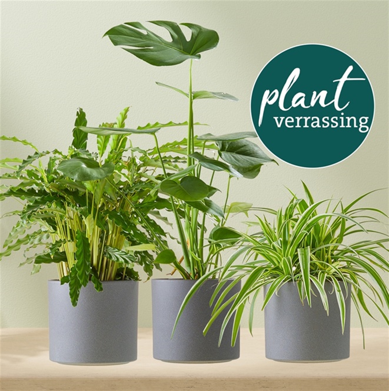 Groene plant met bijpassende pot