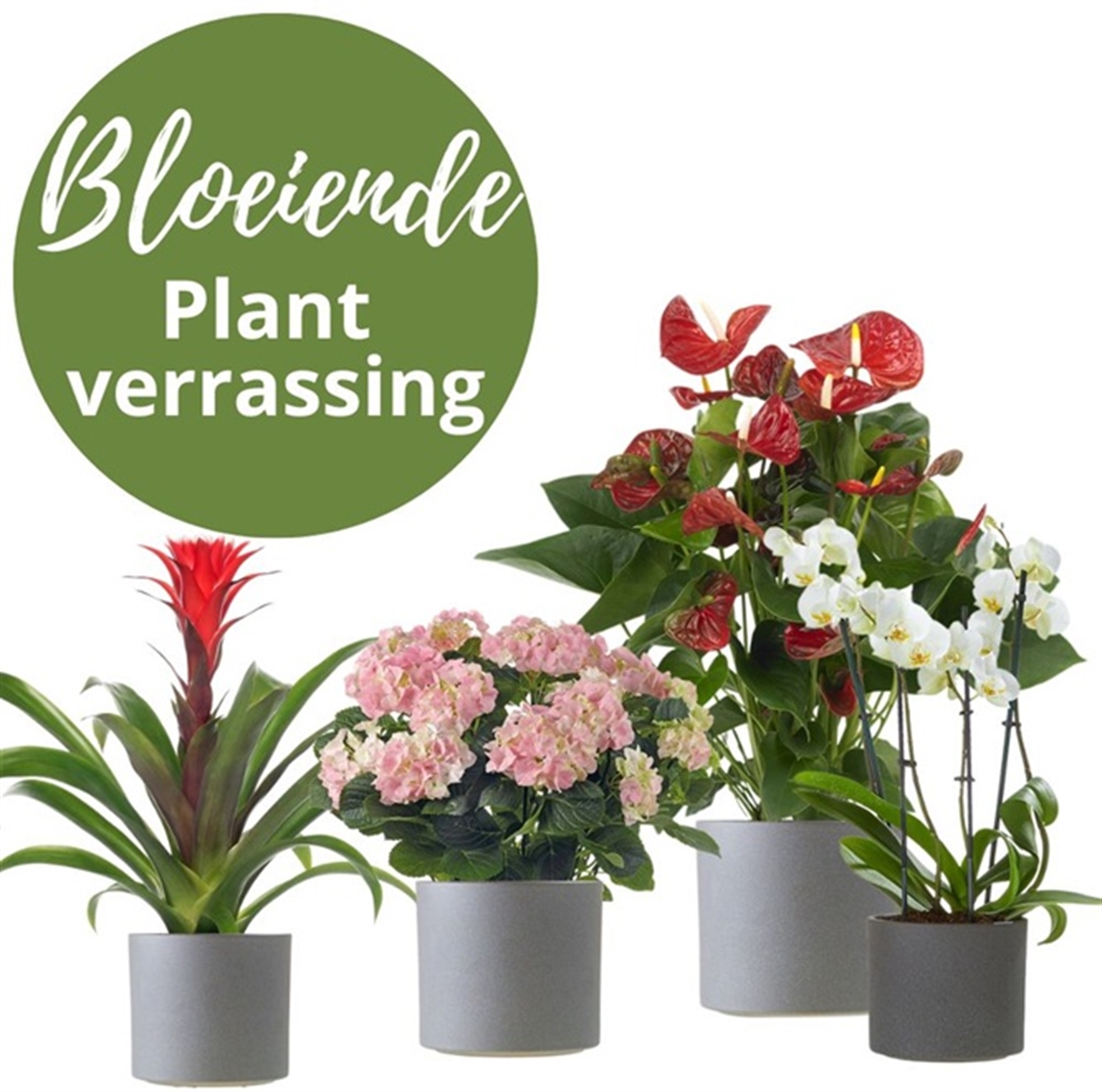 Bloeiende plantverrassing met bijpassende pot